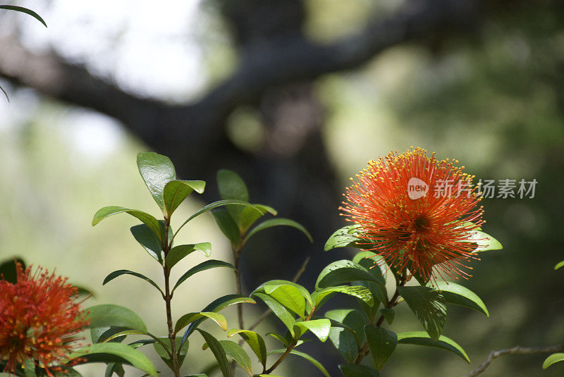 南方文Rātā(Metrosideros umbellata)